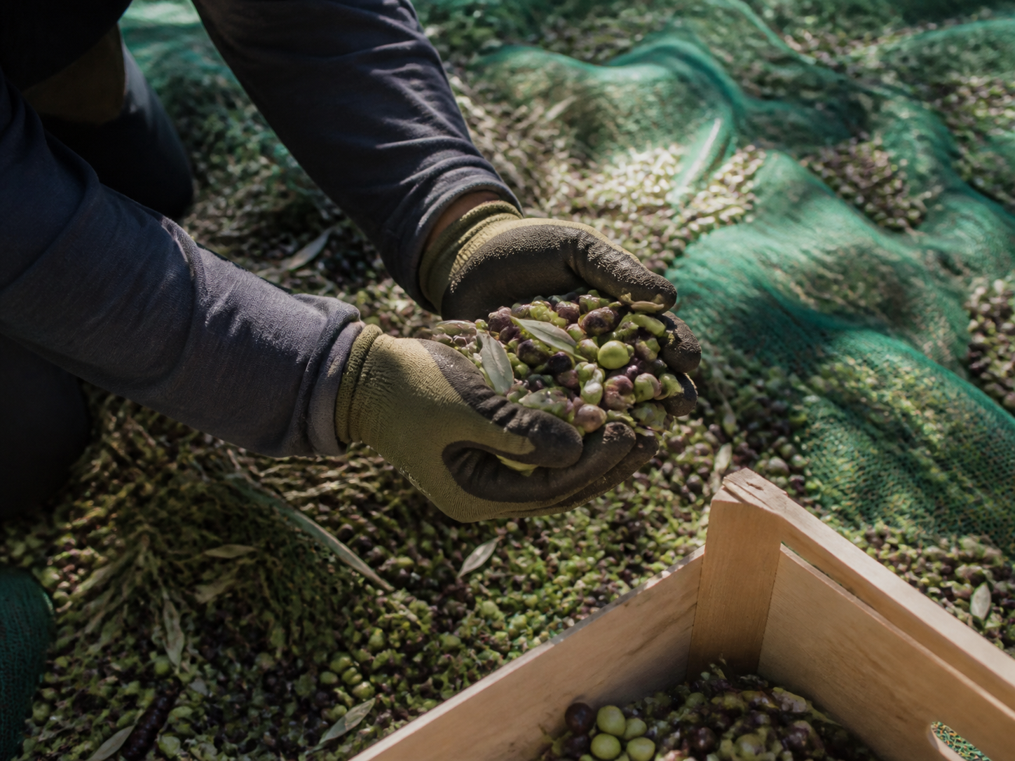 Raccolta a mano delle olive sulle reti